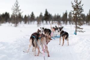 Sled dogs